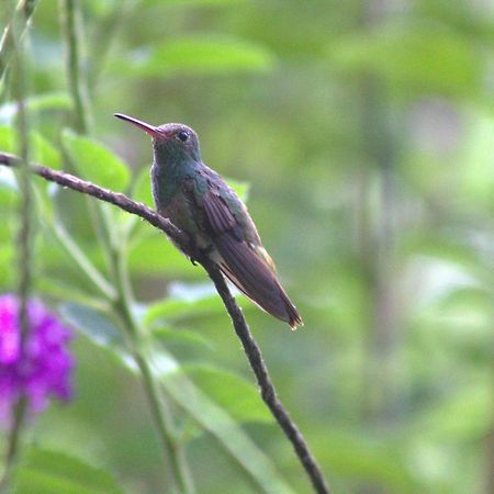 Home La Fortuna Dış mekan fotoğraf