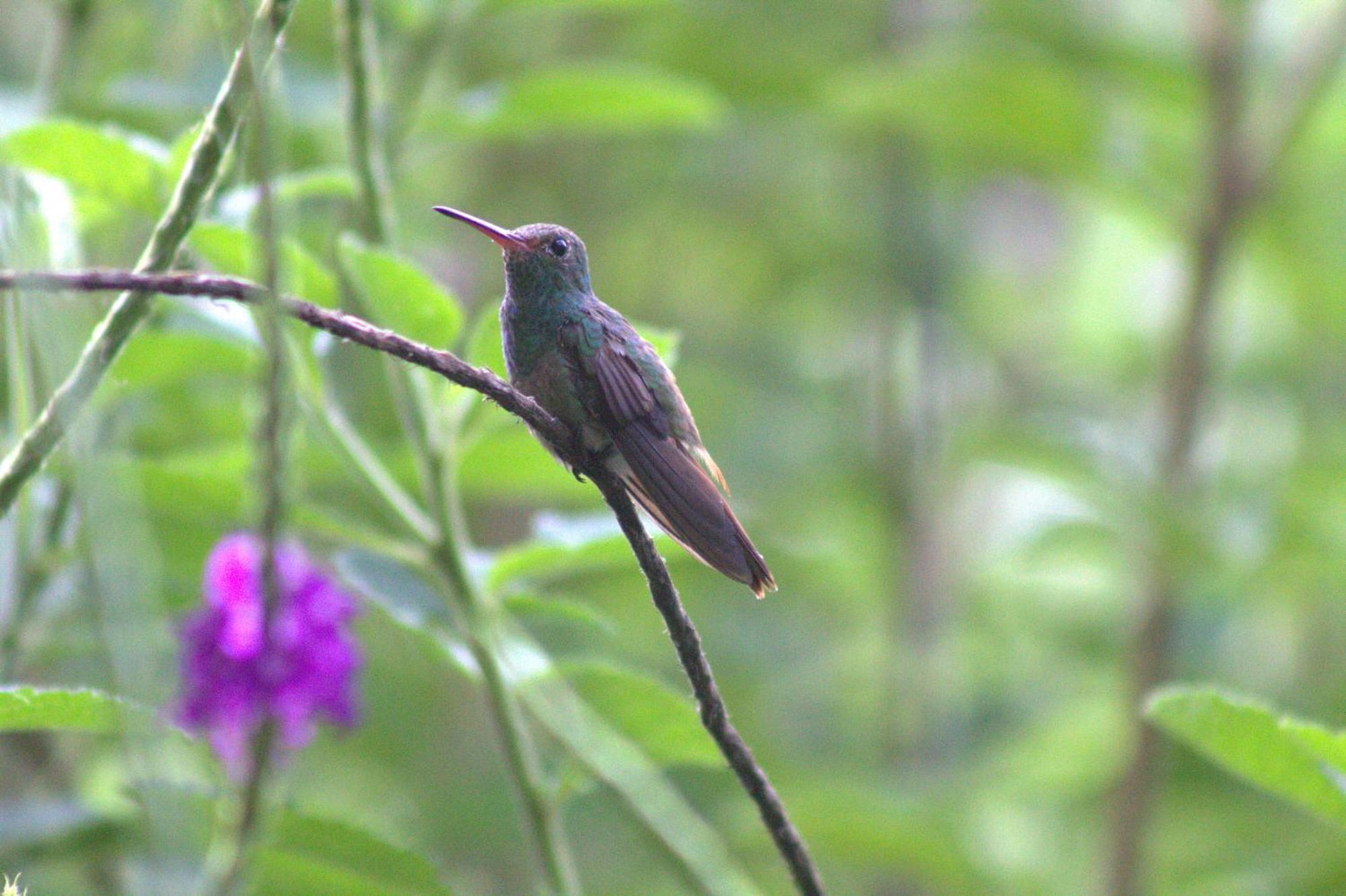 Home La Fortuna Dış mekan fotoğraf