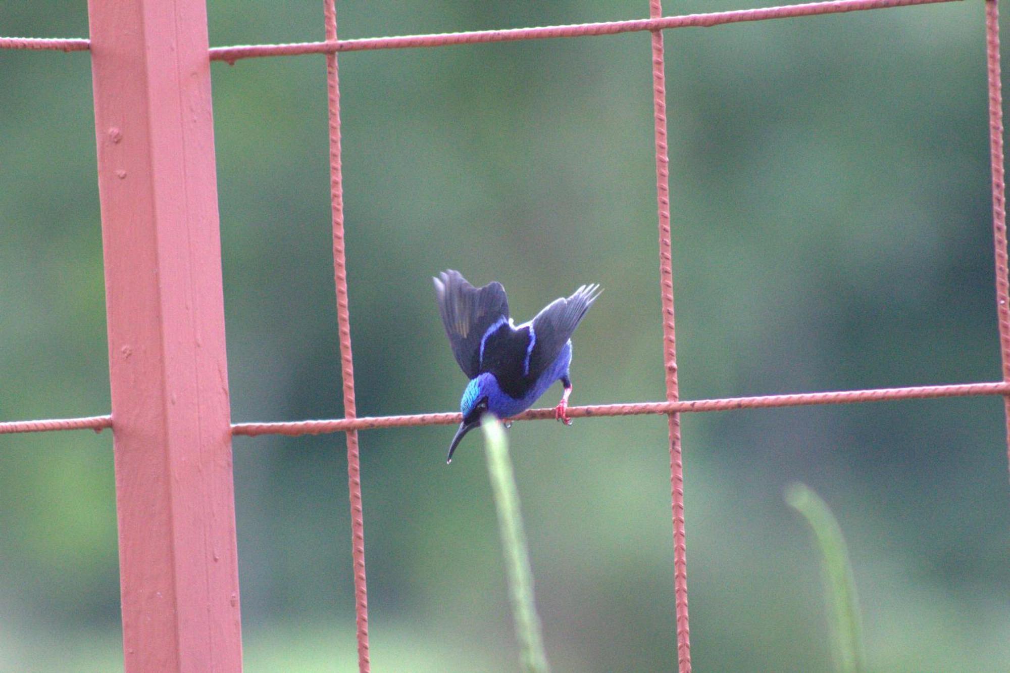 Home La Fortuna Dış mekan fotoğraf